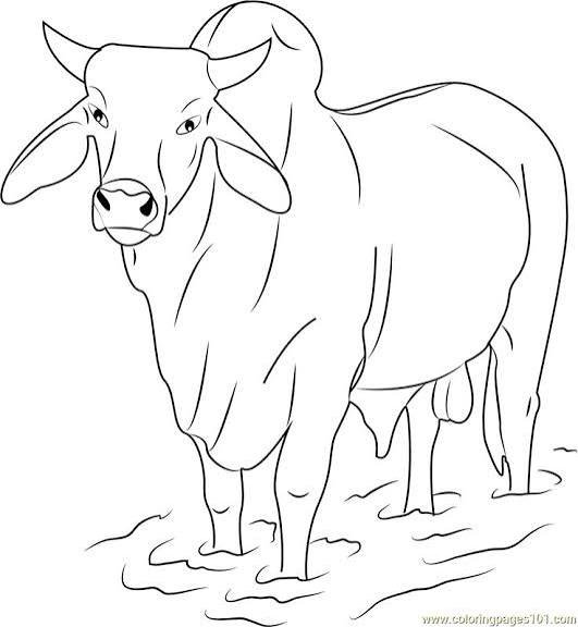 cow 1